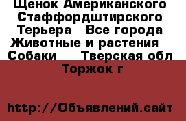 Щенок Американского Стаффордштирского Терьера - Все города Животные и растения » Собаки   . Тверская обл.,Торжок г.